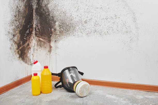 Best Certified Mold Removal  in Wellington, CO