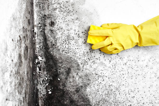 Best Mold Removal Specialists  in Wellington, CO