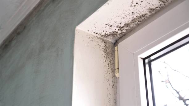 Best Commercial Mold Removal  in Wellington, CO