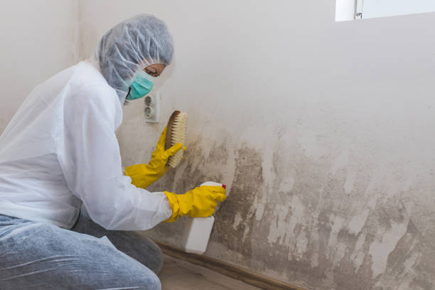 Certified Mold Removal in Wellington, CO