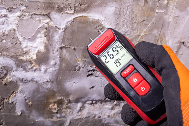 Best Fast Mold Removal  in Wellington, CO