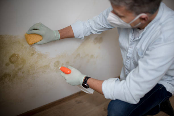 Best Emergency Mold Removal  in Wellington, CO