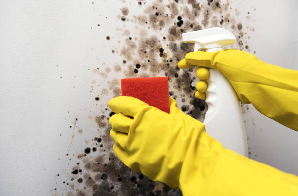 Best Same-Day Mold Removal  in Wellington, CO