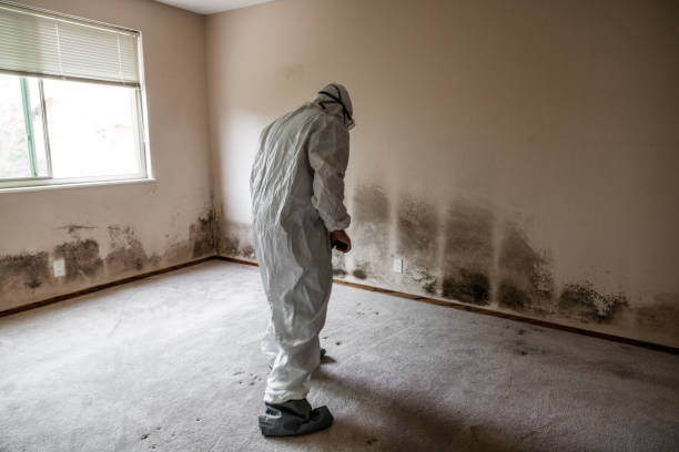 Best Affordable Mold Removal  in Wellington, CO