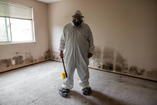 Certified Mold Removal in Wellington, CO