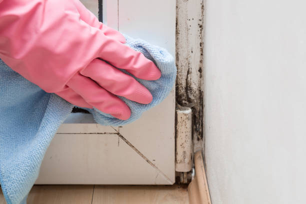 Best Mold Cleaning Services  in Wellington, CO