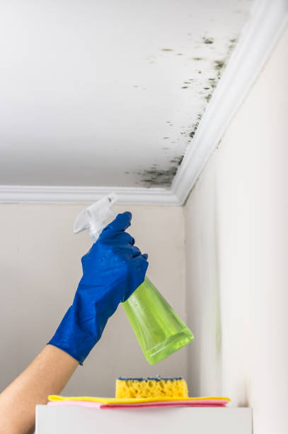 Best Emergency Mold Removal  in Wellington, CO