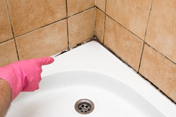 Best Office Mold Removal Services  in Wellington, CO